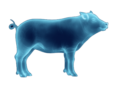 Swine species